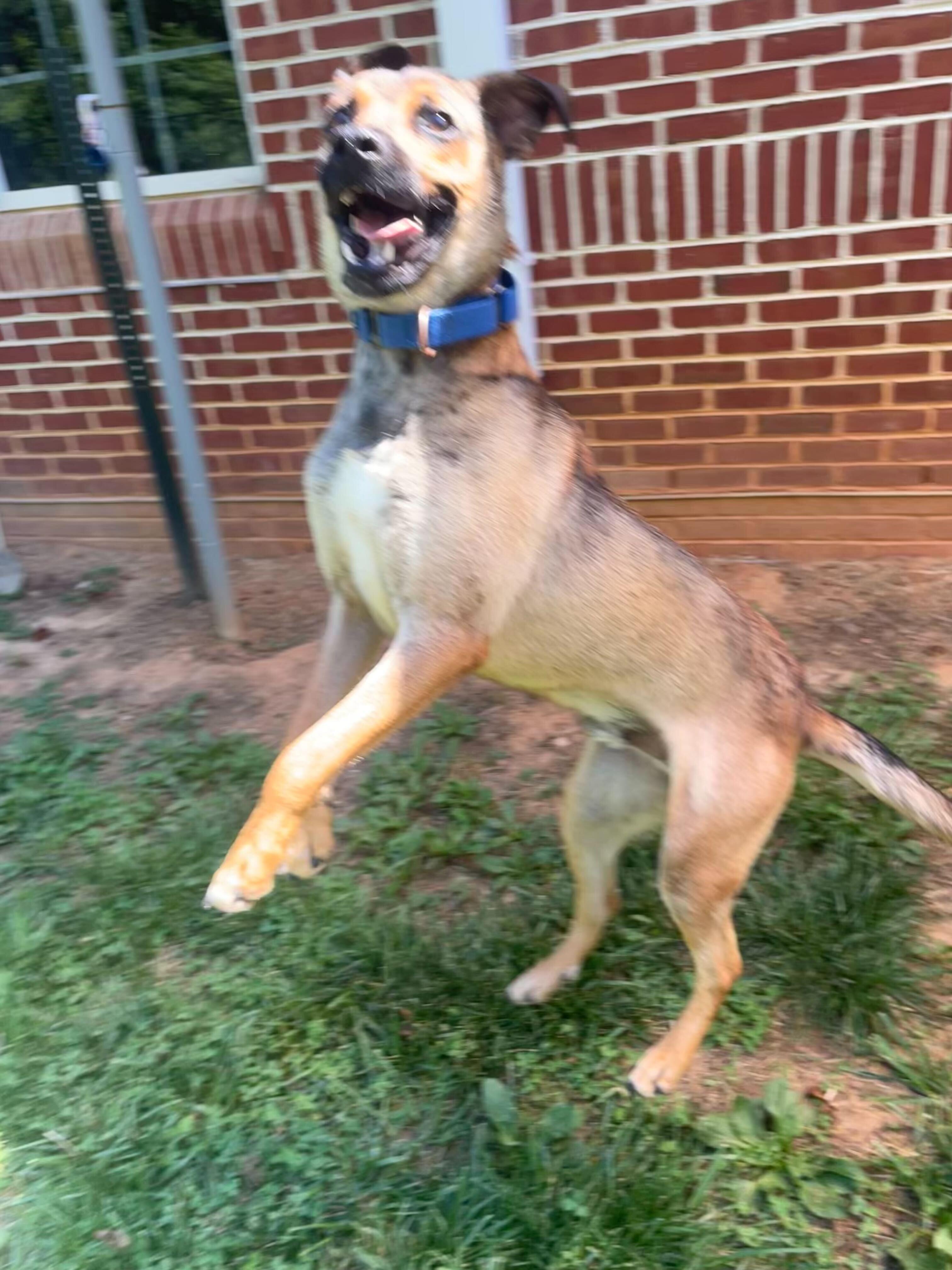 Gator, a ADOPTABLE mixed breed in Maidens, VA image 2/6