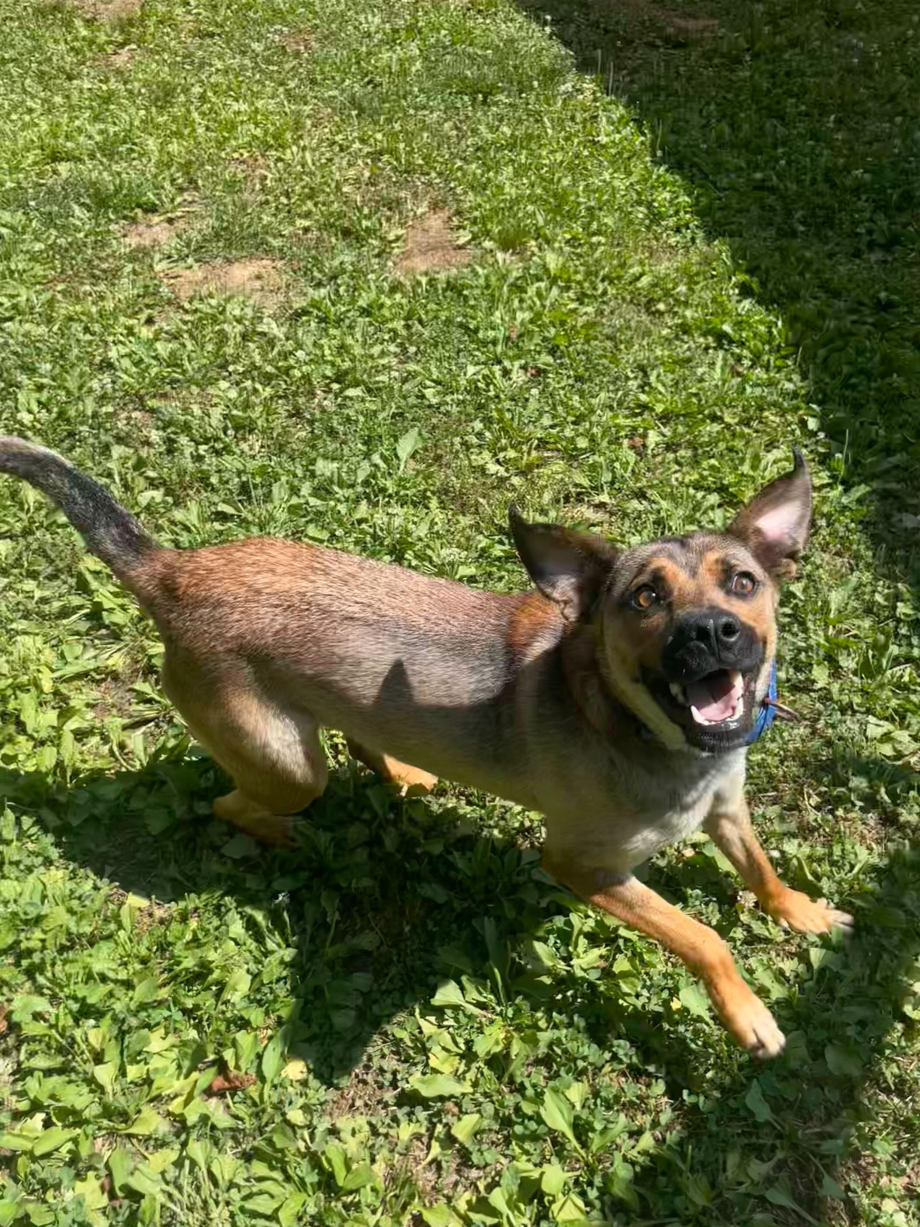 Gator, a ADOPTABLE mixed breed in Maidens, VA image 3/6