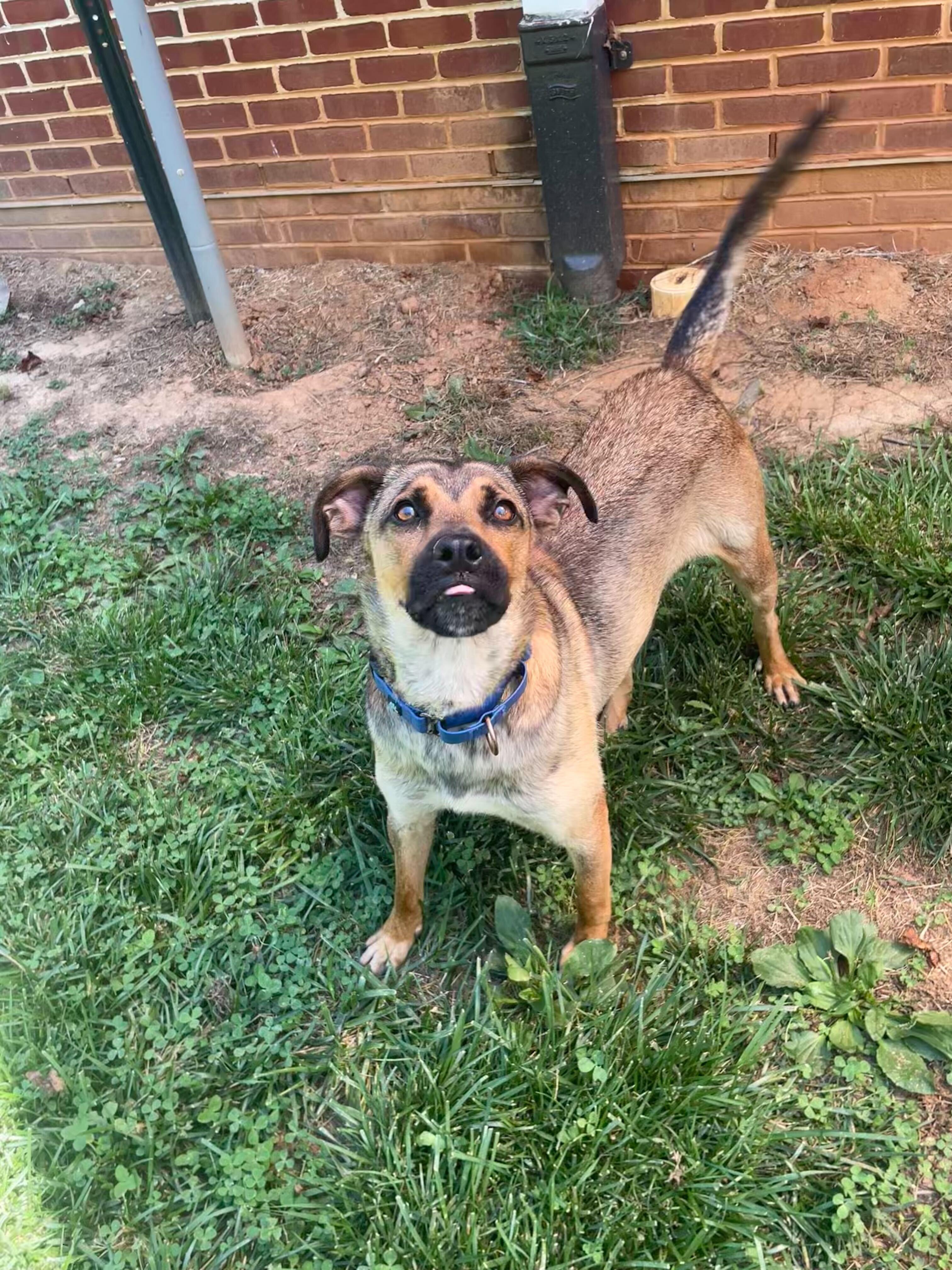 Gator, a ADOPTABLE mixed breed in Maidens, VA image 6/6