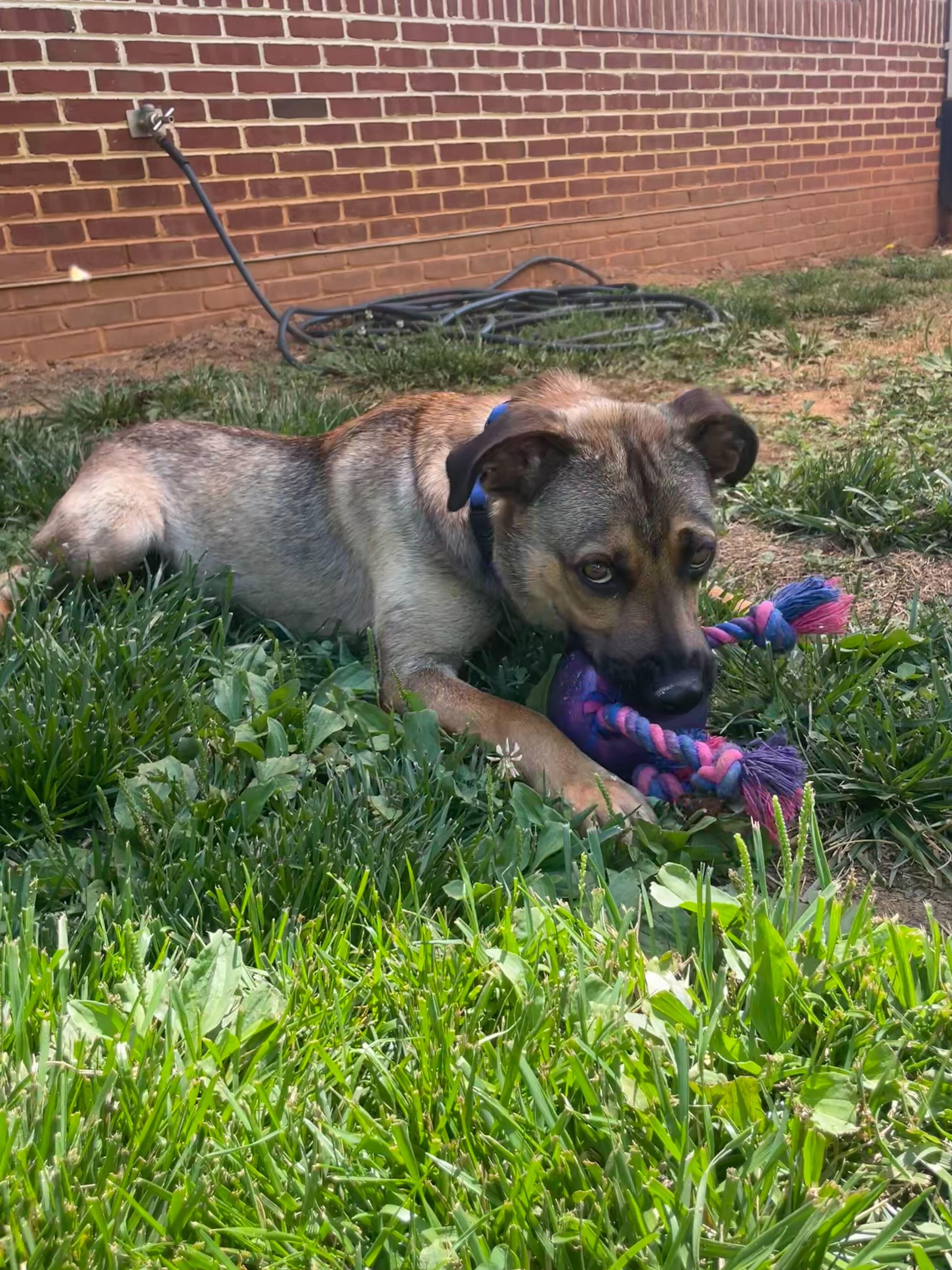 Gator, a ADOPTABLE mixed breed in Maidens, VA image 1/6