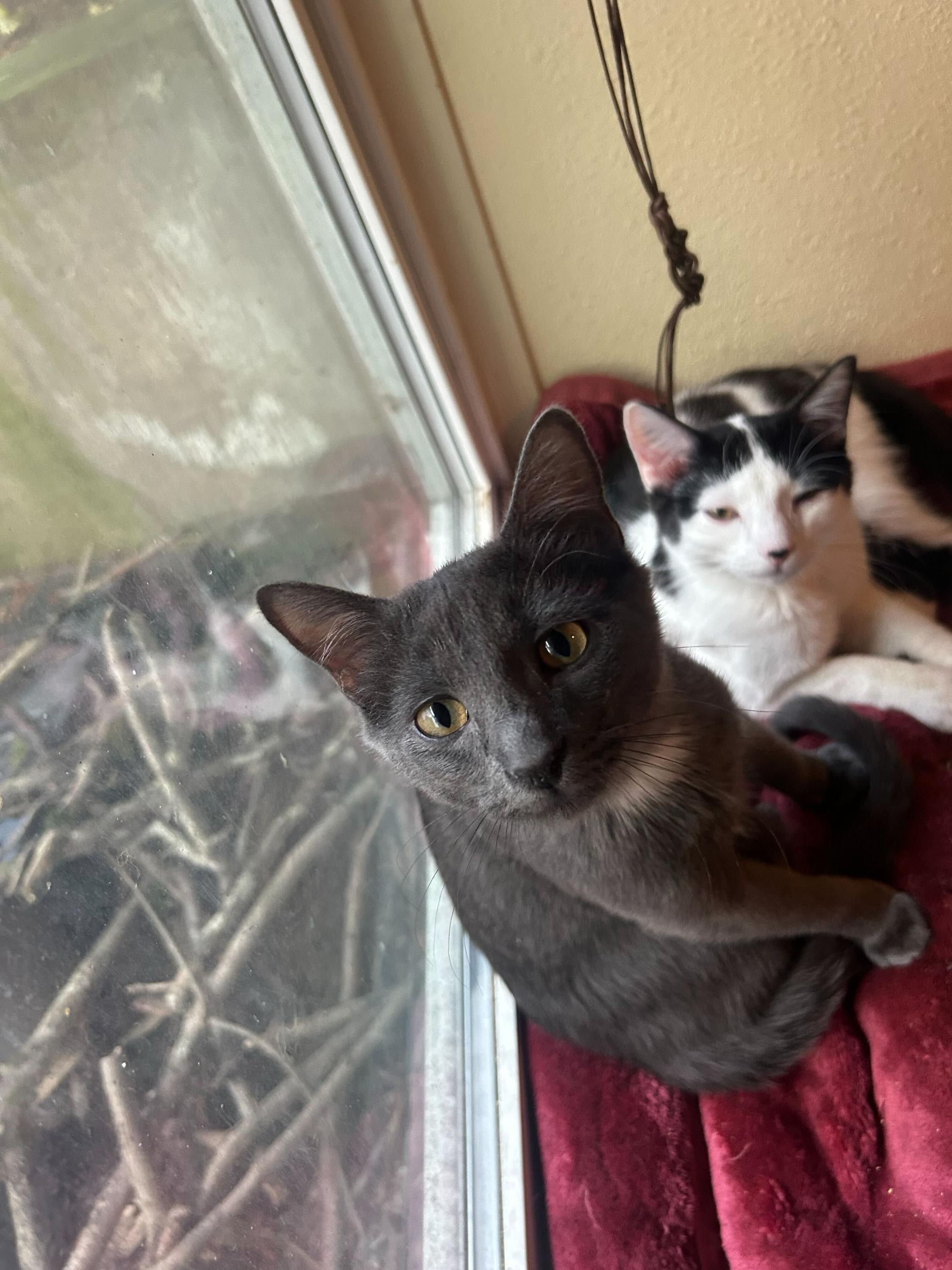 Enlarge Ashling, an adopted Domestic Short Hair in Seattle, WA image 5/5