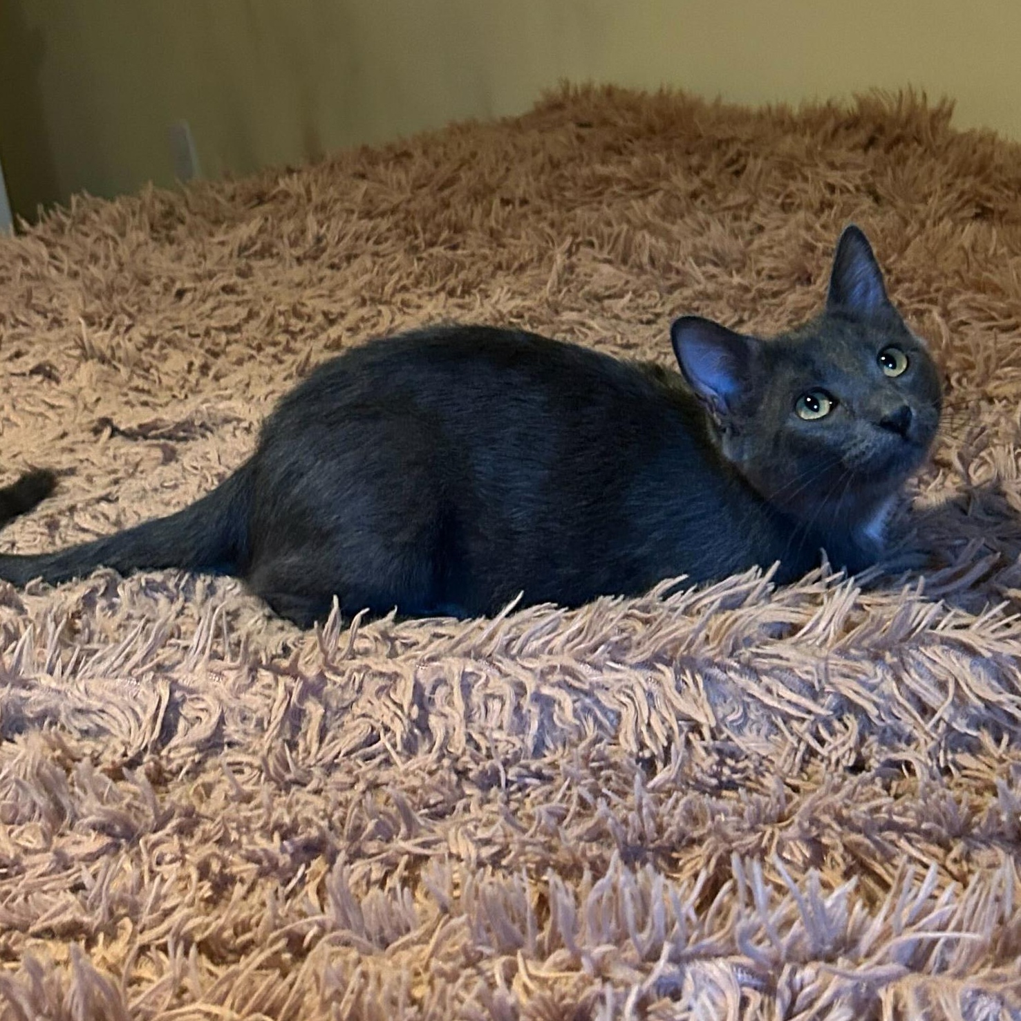 Enlarge Ashling, an adopted Domestic Short Hair in Seattle, WA image 4/5