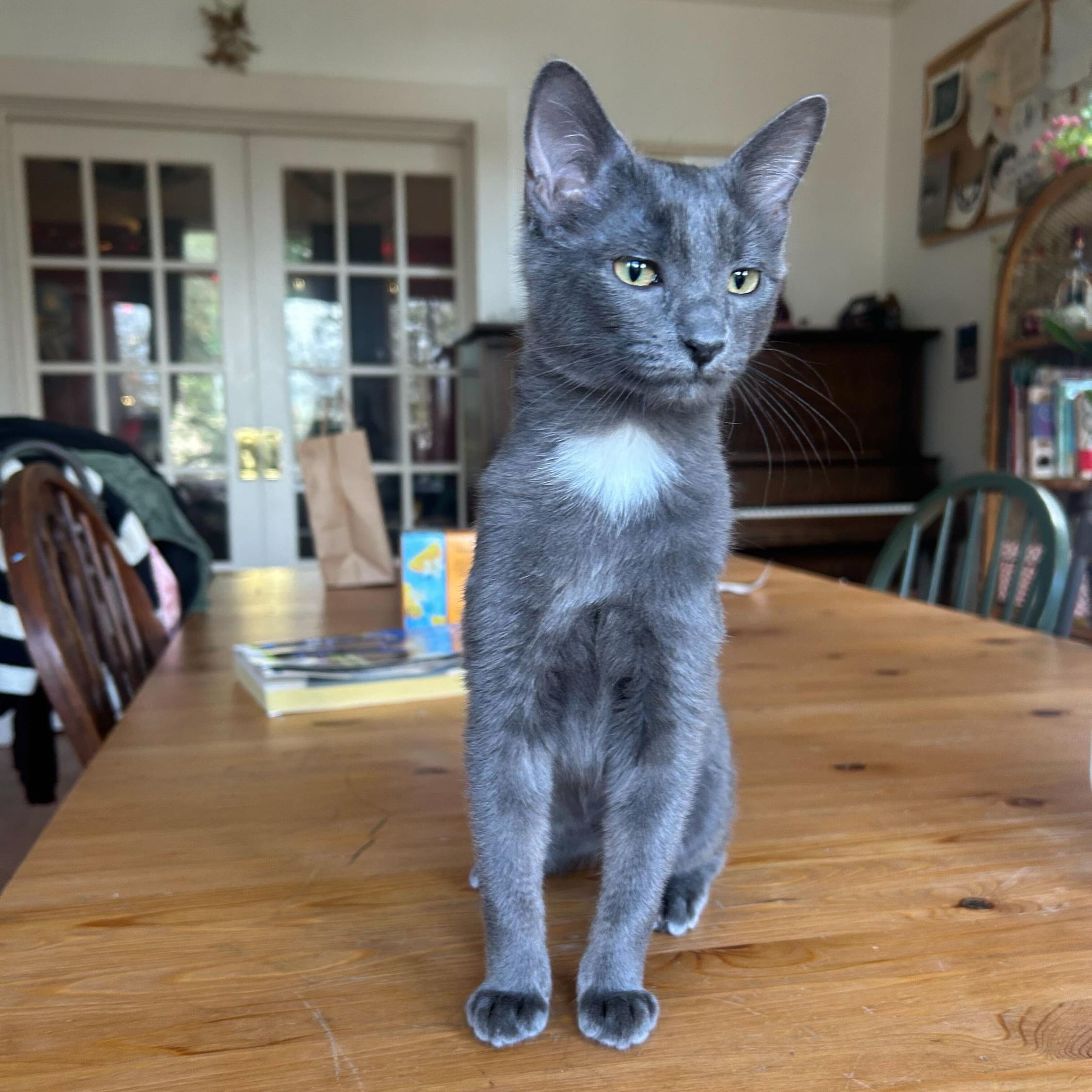 Enlarge Ashling, an adopted Domestic Short Hair in Seattle, WA image 1/5