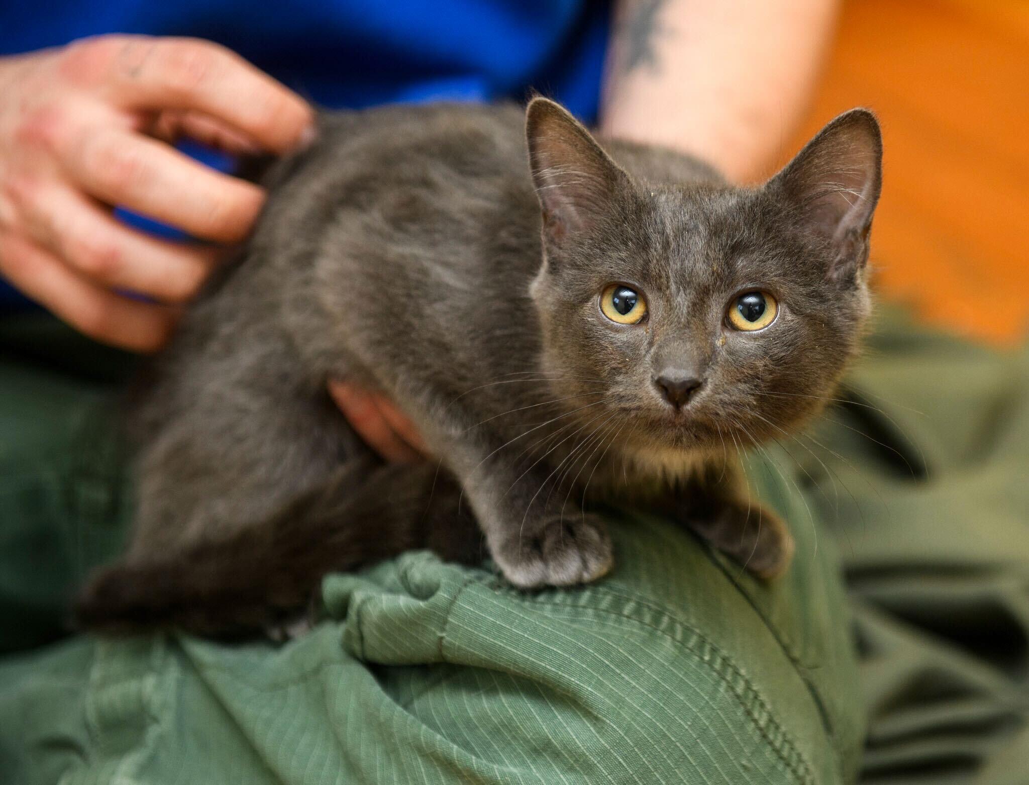 Enlarge Ashling, an adopted Domestic Short Hair in Seattle, WA image 2/5