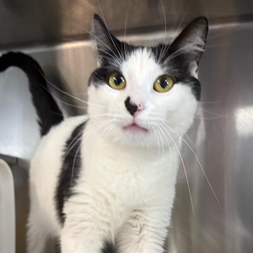 Oreo, Adoptable, Adult Female Domestic Short Hair.
