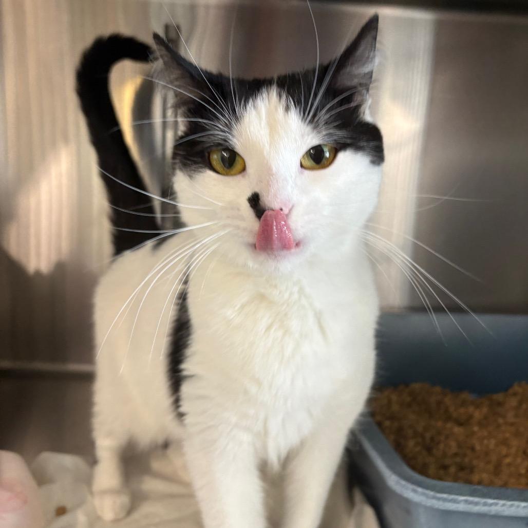 Oreo, a Adoptable Domestic Short Hair in Manhattan, KS image 2/3
