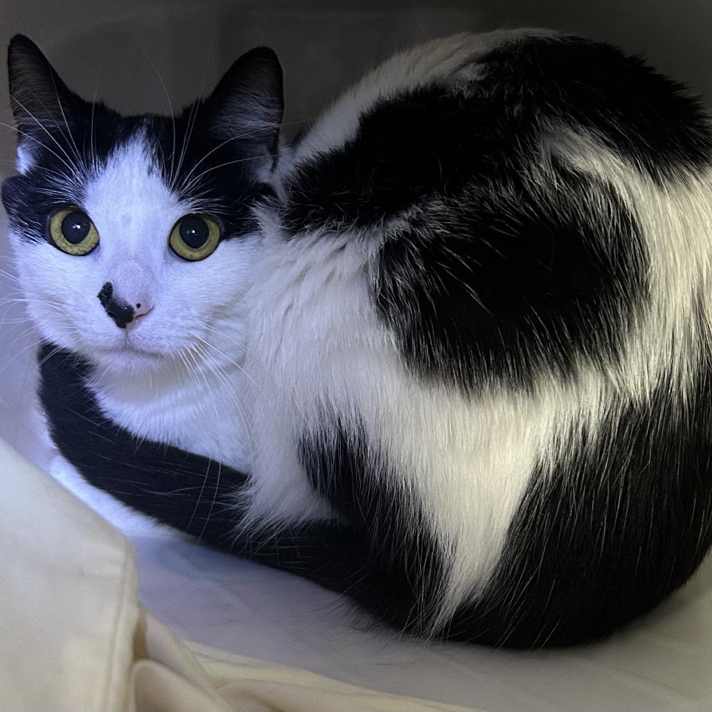 Oreo, a Adoptable Domestic Short Hair in Manhattan, KS image 3/3