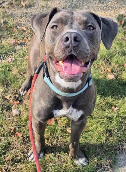 Matilda, Adoptable, Adult Female Pit Bull Terrier & Mixed Breed.