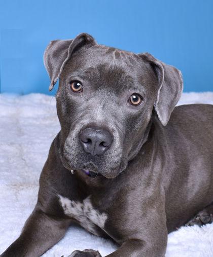 Matilda, a Adoptable mixed breed in Valley View, OH image 1/3