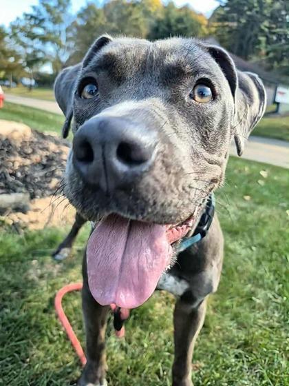 Enlarge Matilda, a Adoptable mixed breed in Valley View, OH image 2/3