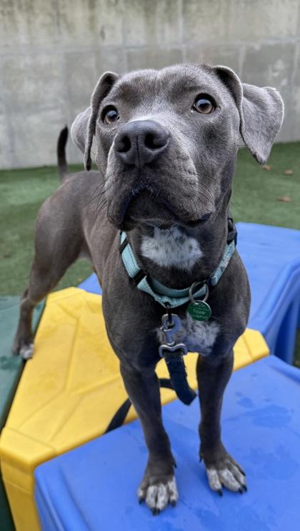 Matilda, a Adoptable mixed breed in Valley View, OH image 2/3