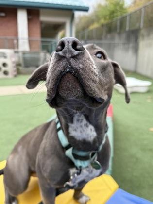 Enlarge Matilda, a Adoptable mixed breed in Valley View, OH image 3/3