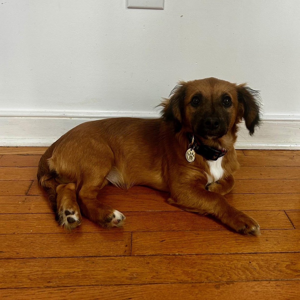 Enlarge Roxy , an adopted mixed breed in Richmond, VA image 5/5