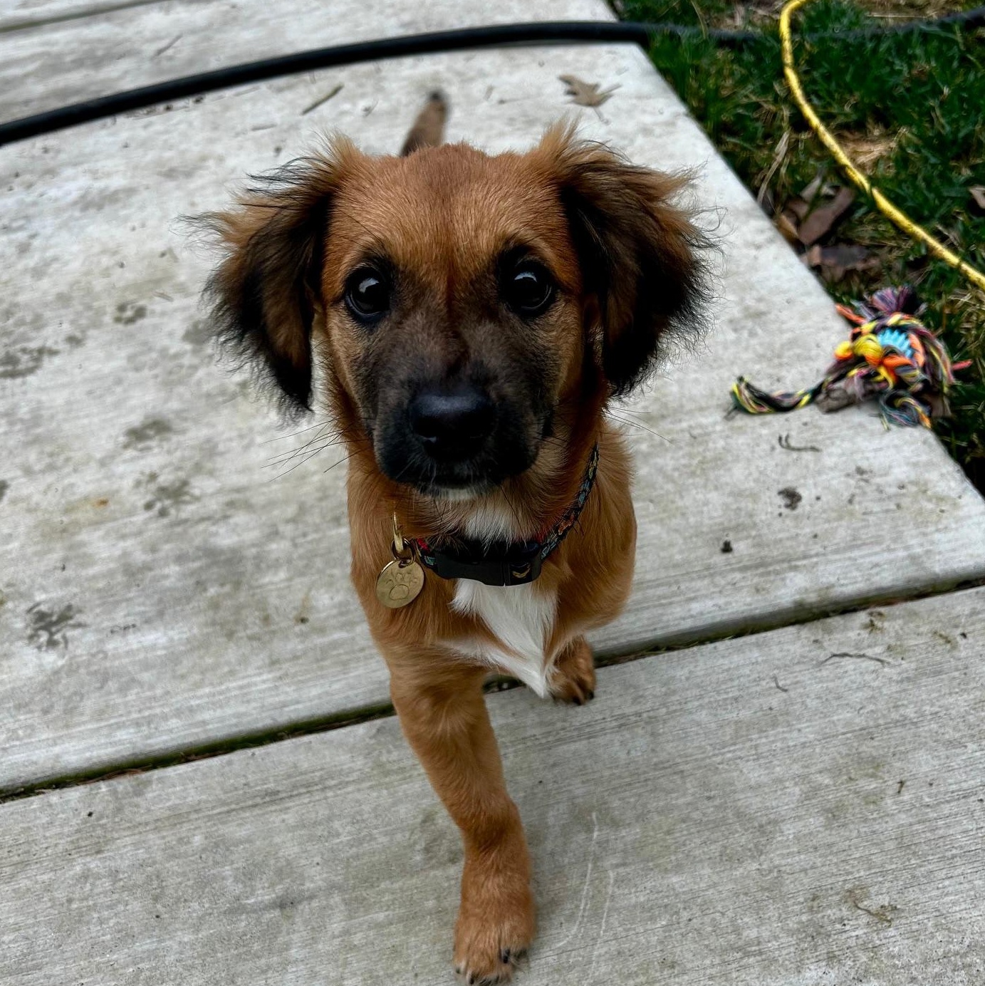 Enlarge Roxy , an adopted mixed breed in Richmond, VA image 4/5