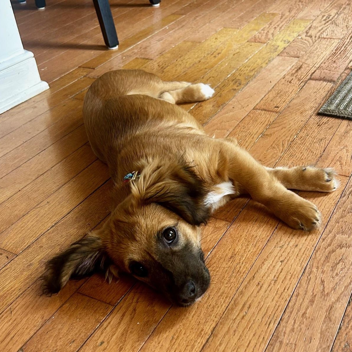 Enlarge Roxy , an adopted mixed breed in Richmond, VA image 3/5