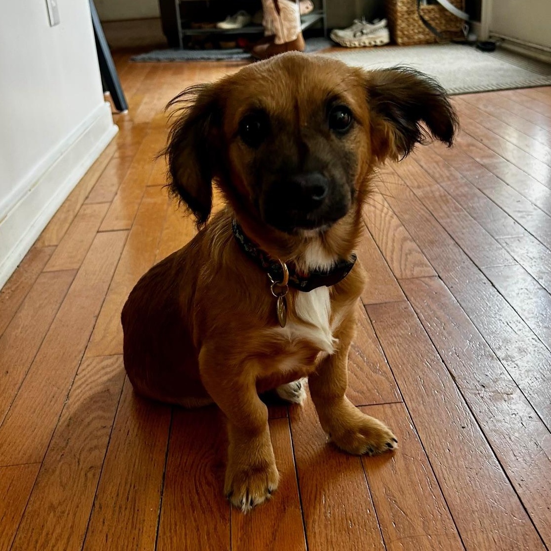 Enlarge Roxy , an adopted mixed breed in Richmond, VA image 2/5