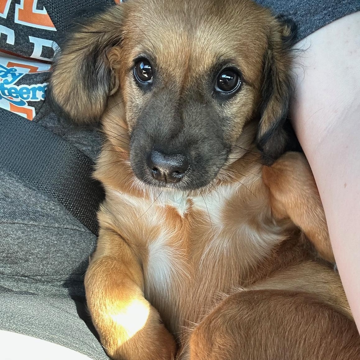 Enlarge Roxy , an adopted mixed breed in Richmond, VA image 1/5