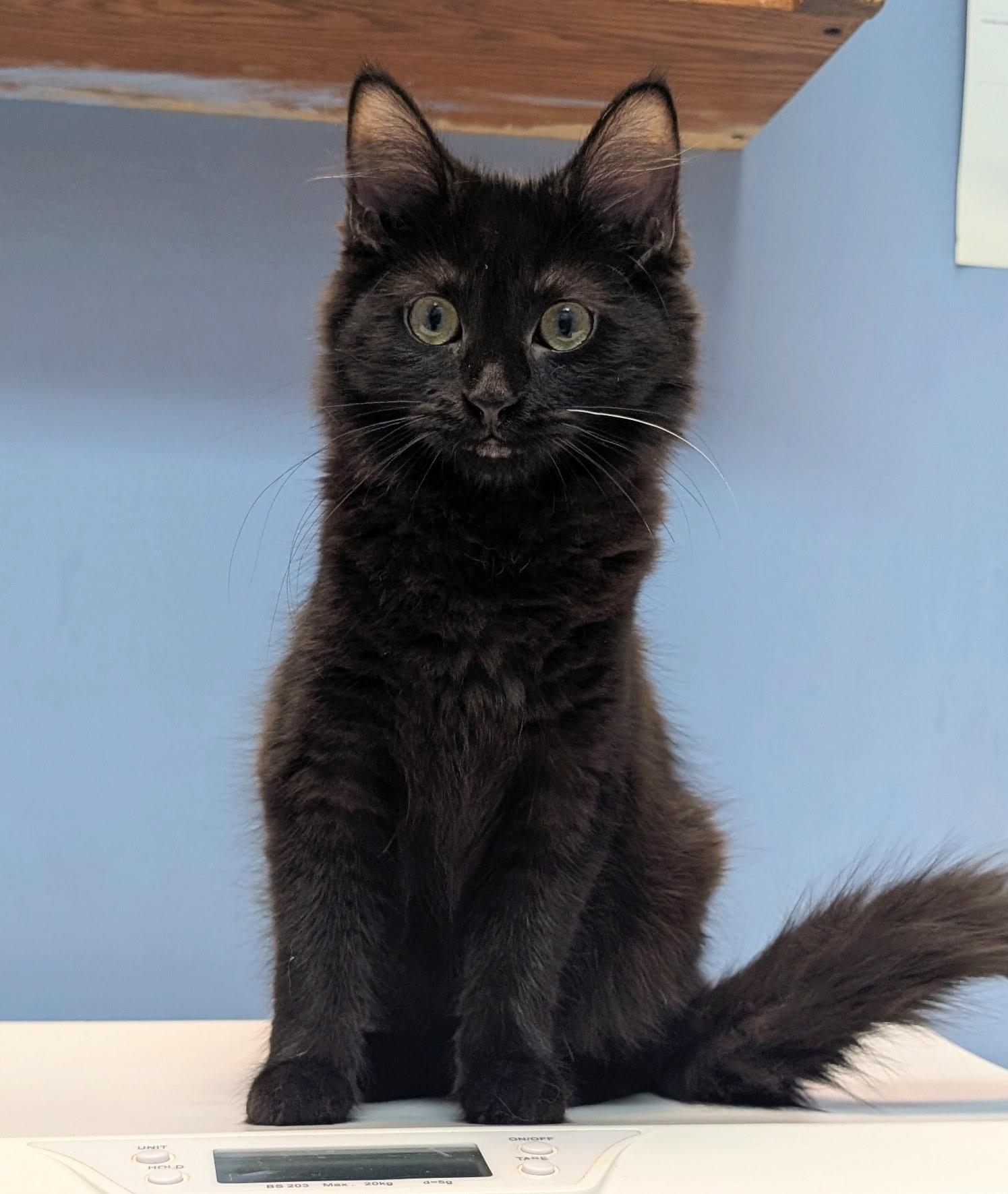 Enlarge Calypso, an adopted Domestic Long Hair in Rock Falls, IL image 3/3