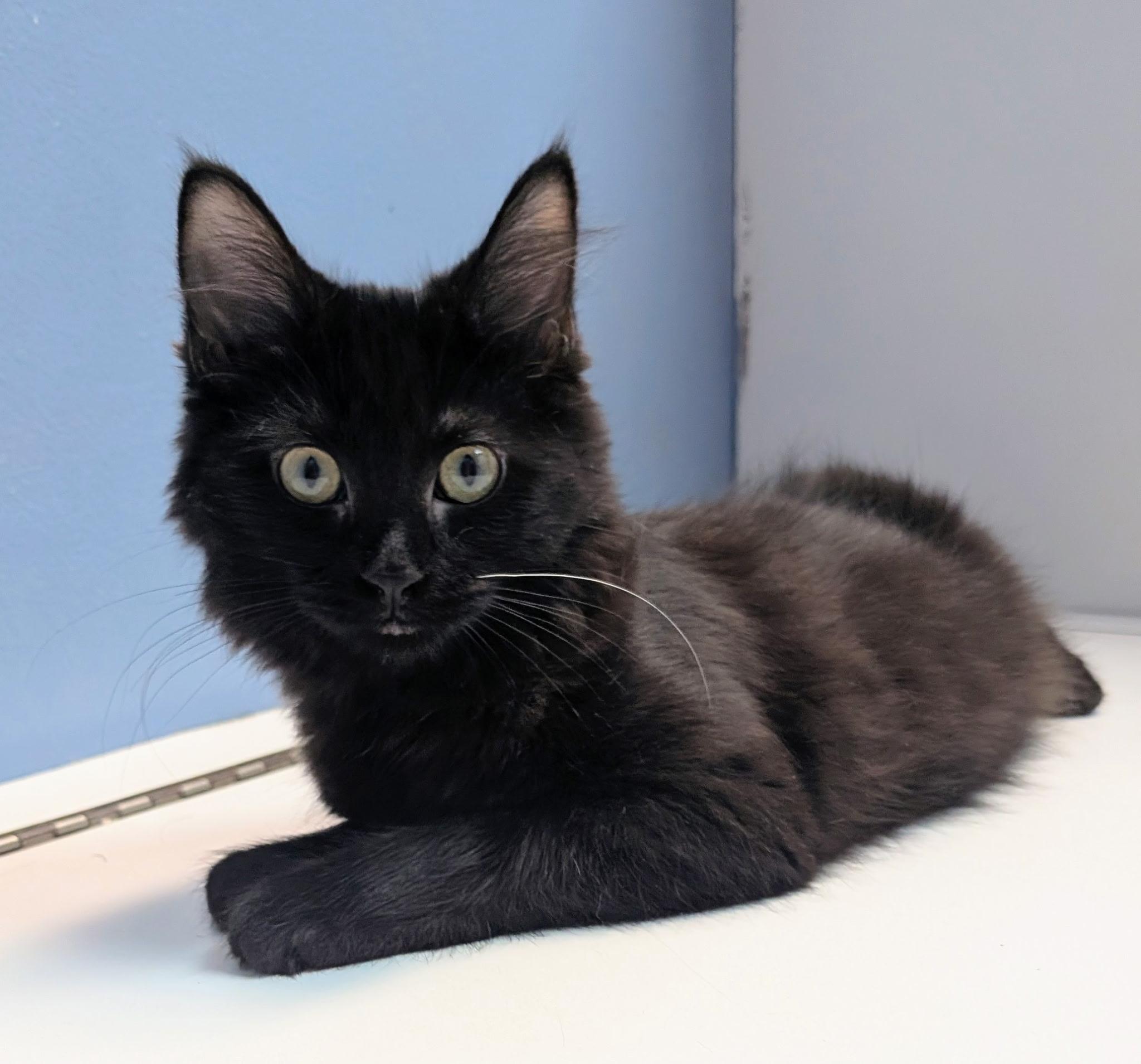 Enlarge Calypso, an adopted Domestic Long Hair in Rock Falls, IL image 1/3