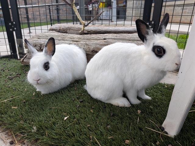 THISTLE, Adoptable, Adult Male Hotot.