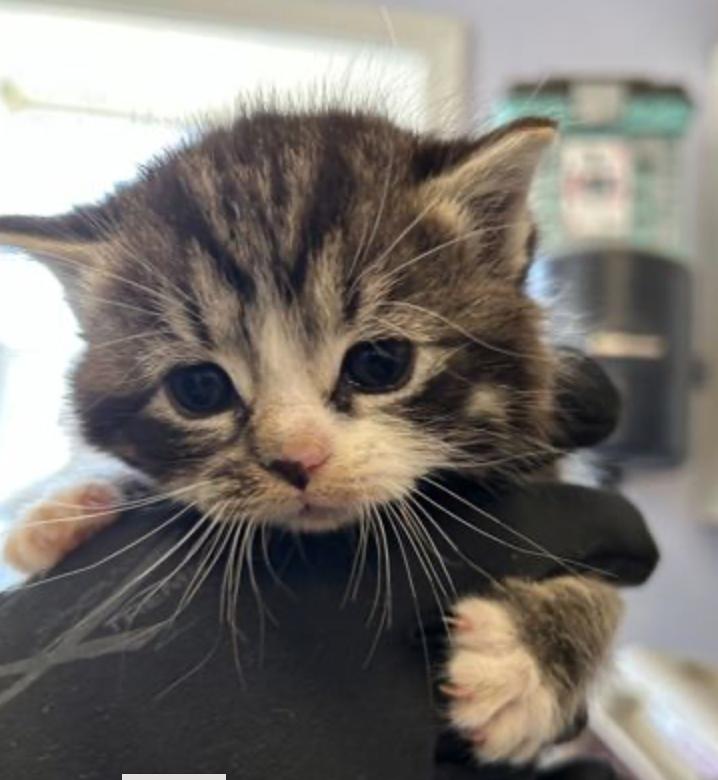 Enlarge Meowzert, an adoptable mixed breed in Marshall, NC image 1/1