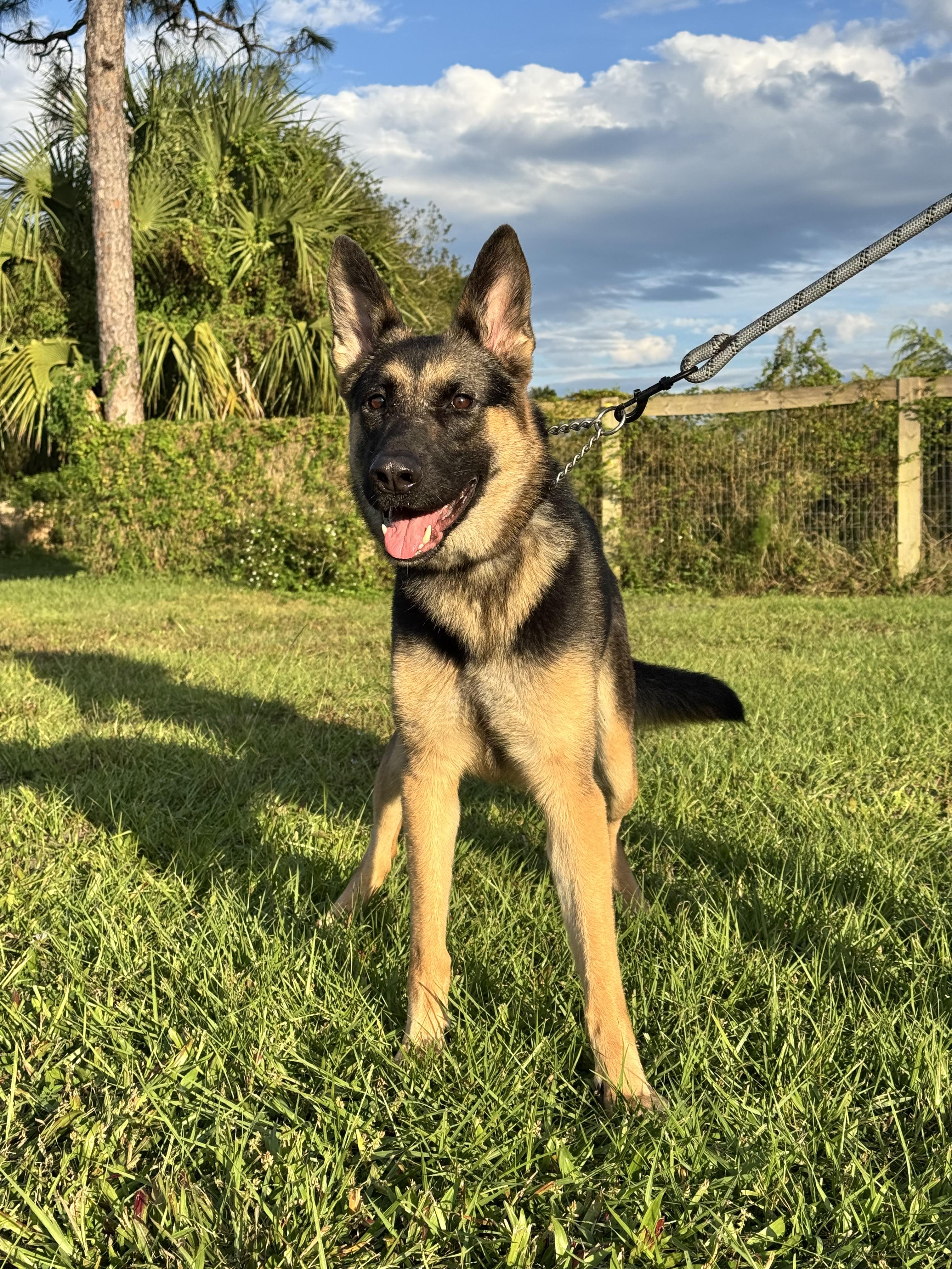 Harley, Adopted, Young Female German Shepherd Dog.