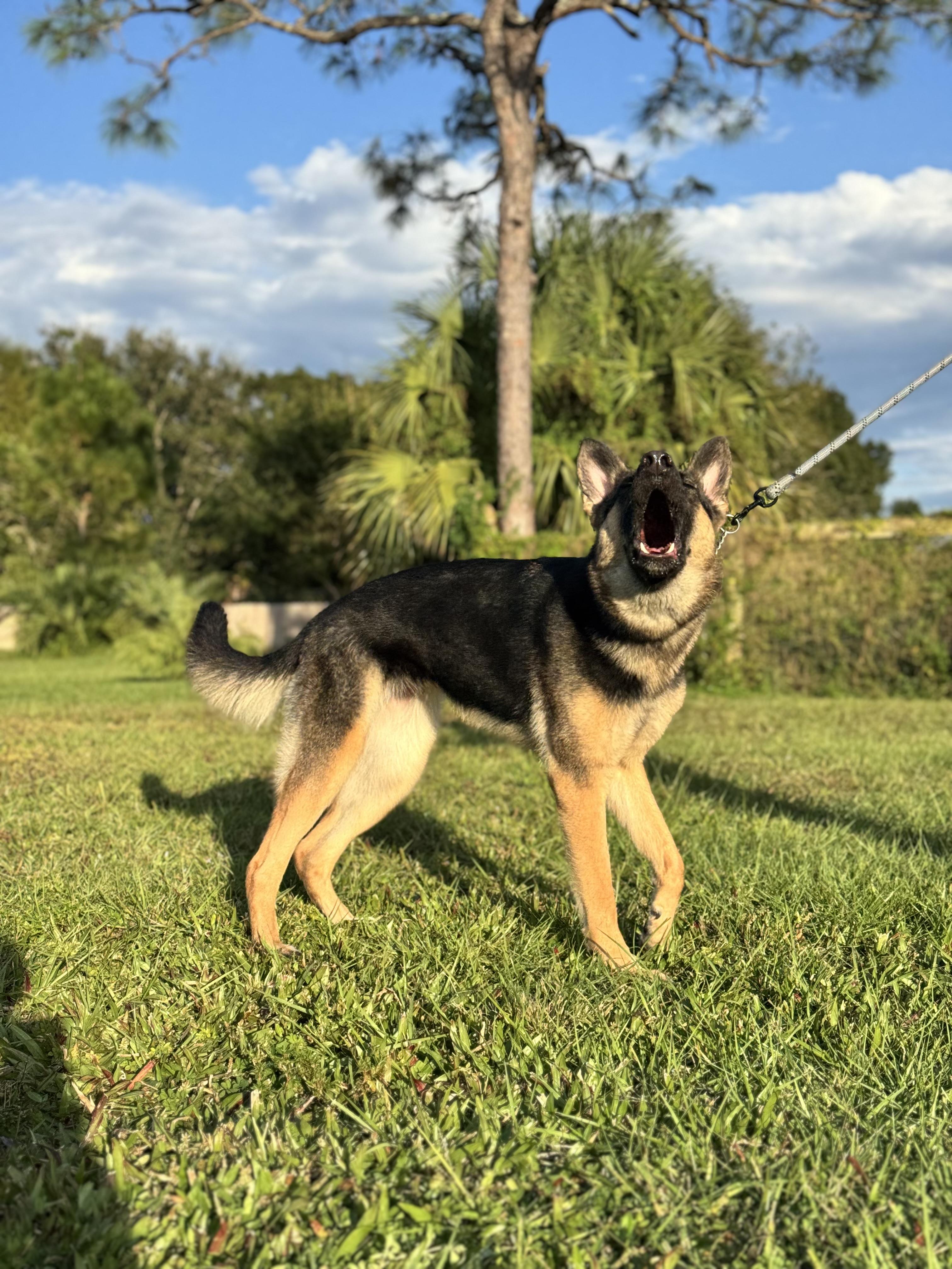 Harley, a Adopted German Shepherd Dog in Port Saint Lucie, FL image 2/4
