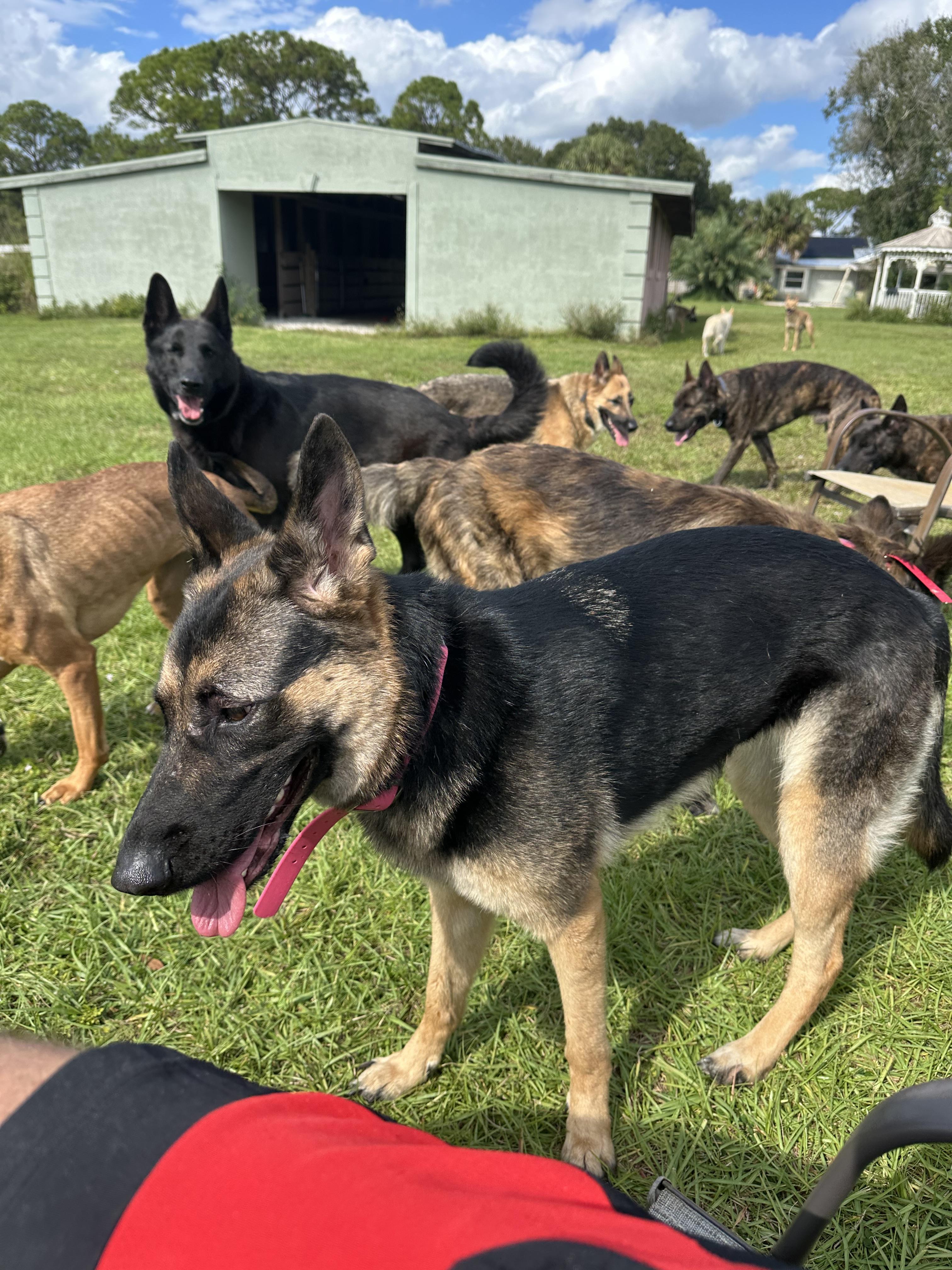 Harley, a Adopted German Shepherd Dog in Port Saint Lucie, FL image 3/4