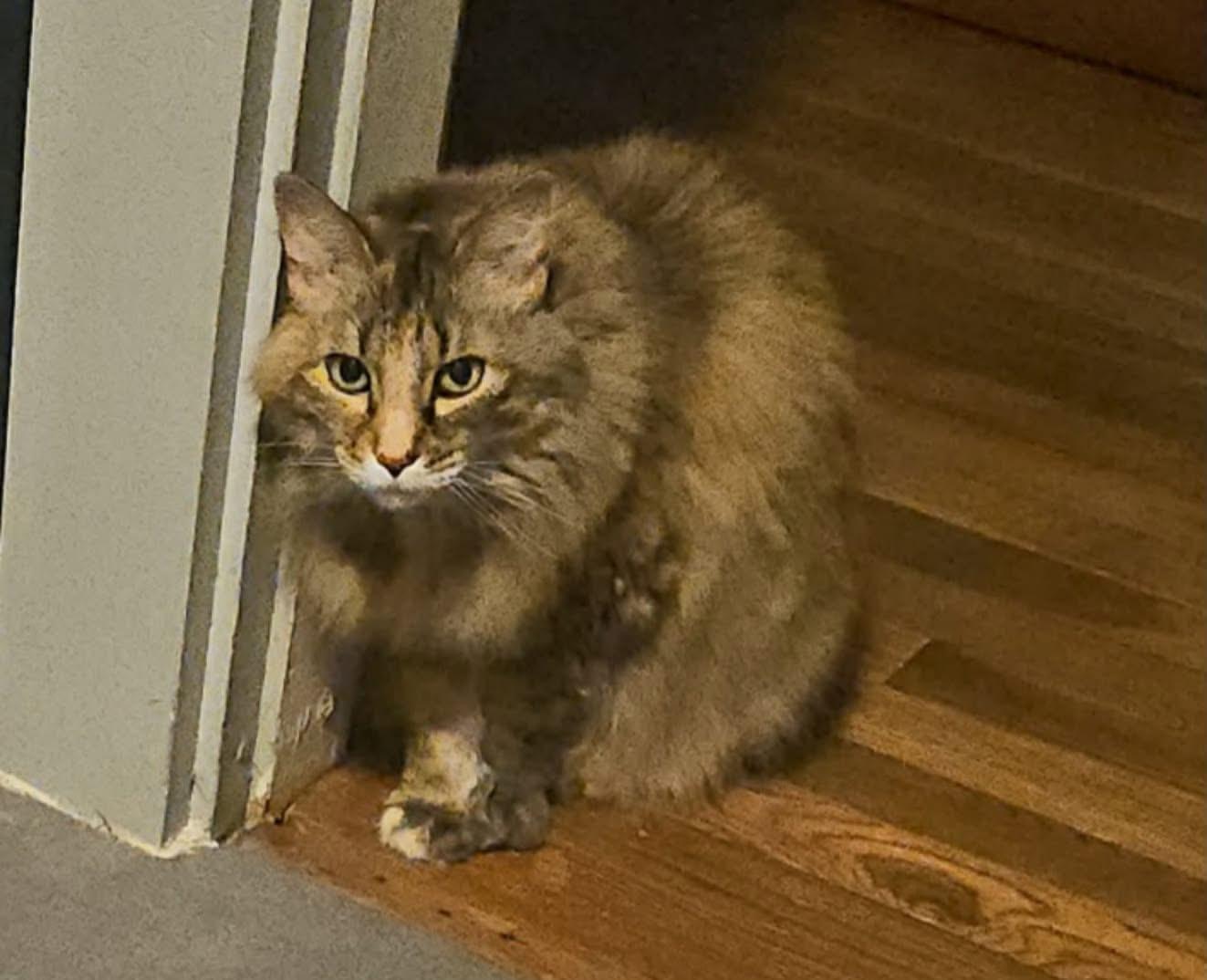 Enlarge Molly, a Adopted mixed breed in Willington, CT image 1/2