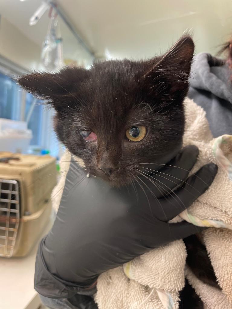 Lemon Head, Adoptable, Kitten Female Domestic Short Hair.