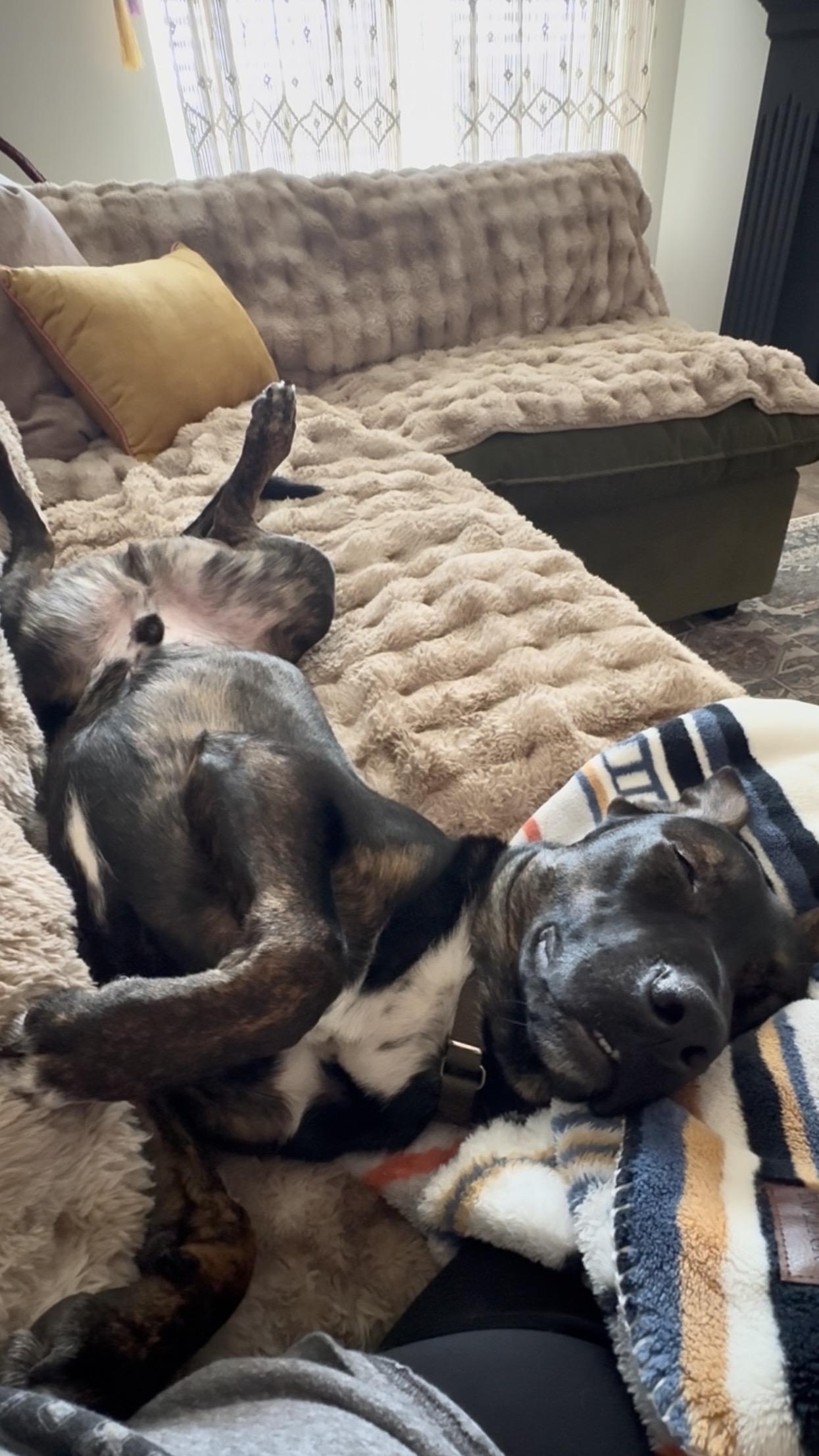 Stanley , an adopted mixed breed in Olympia, WA image 2/6