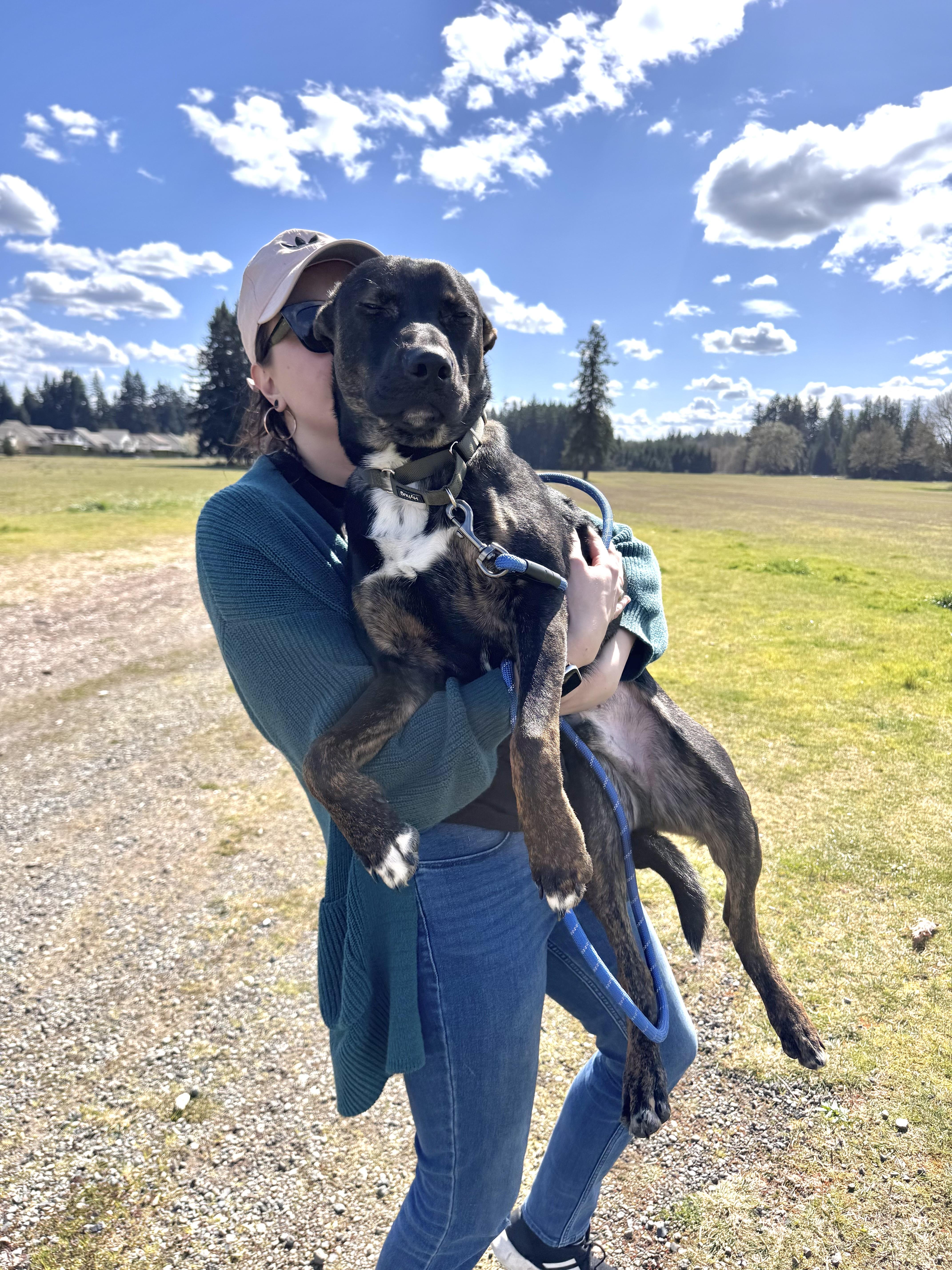 Stanley , an adopted mixed breed in Olympia, WA image 4/6