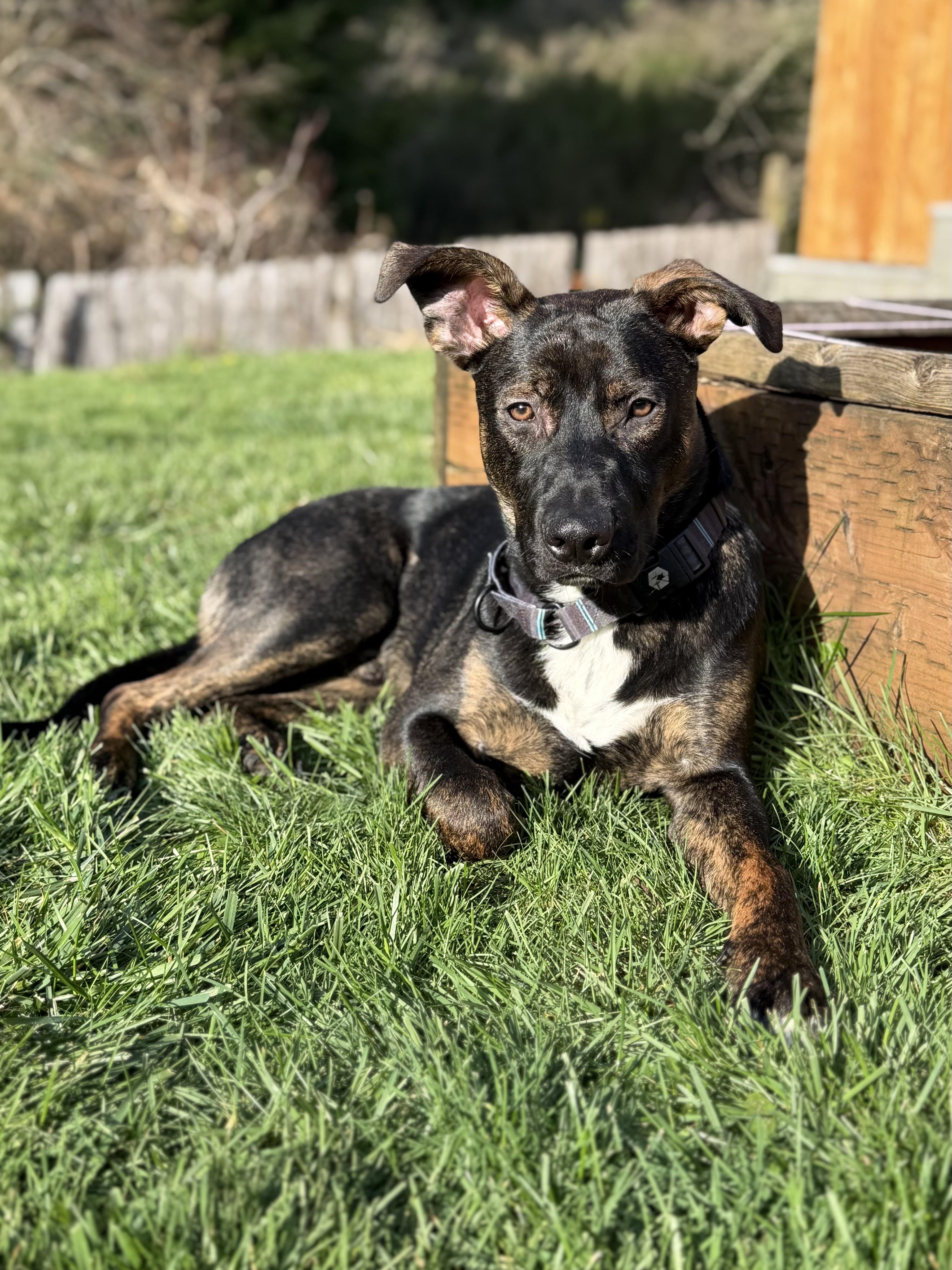 Stanley , adopted, Young Male Shepherd.