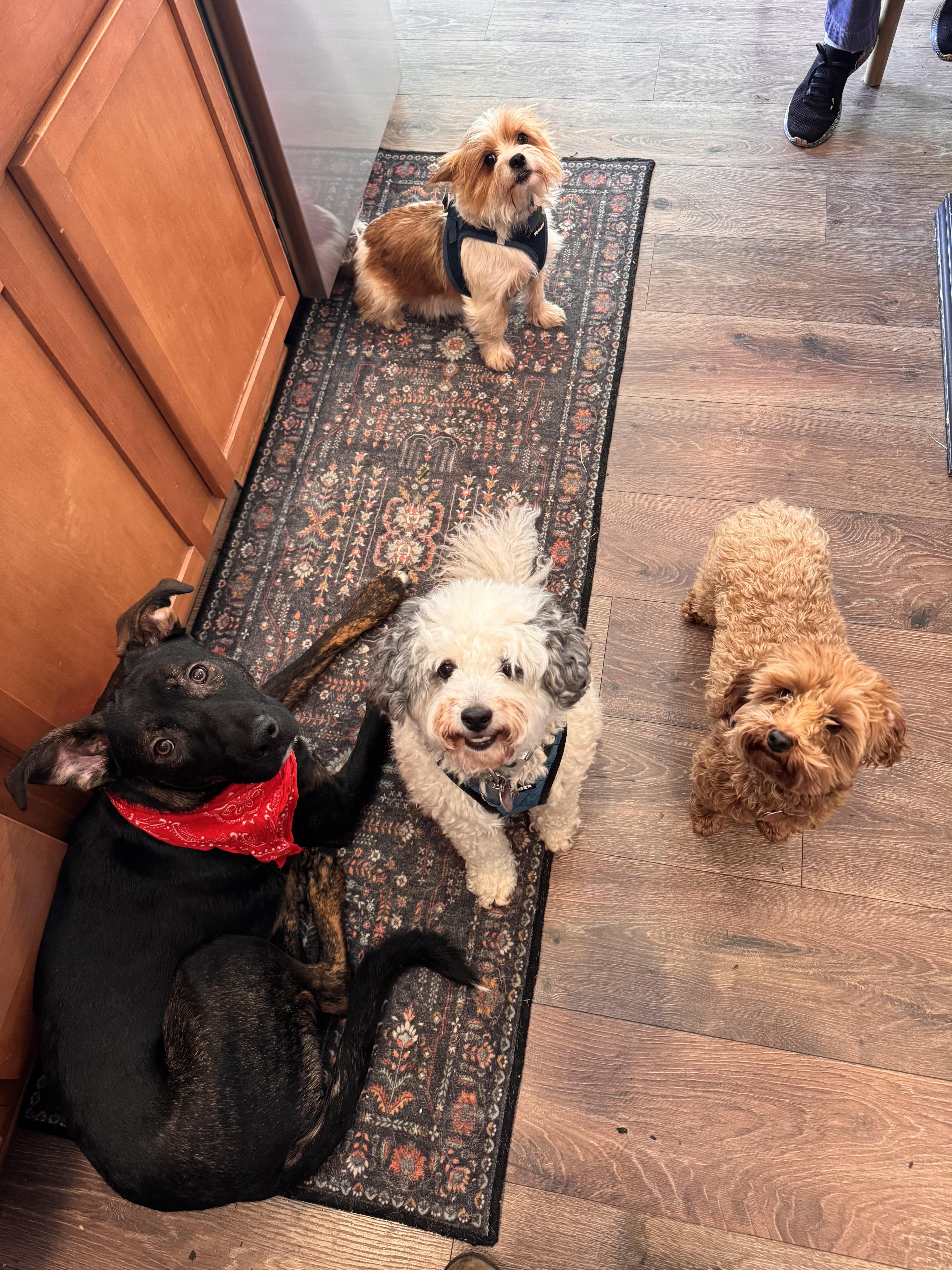 Stanley , an adopted mixed breed in Olympia, WA image 5/6