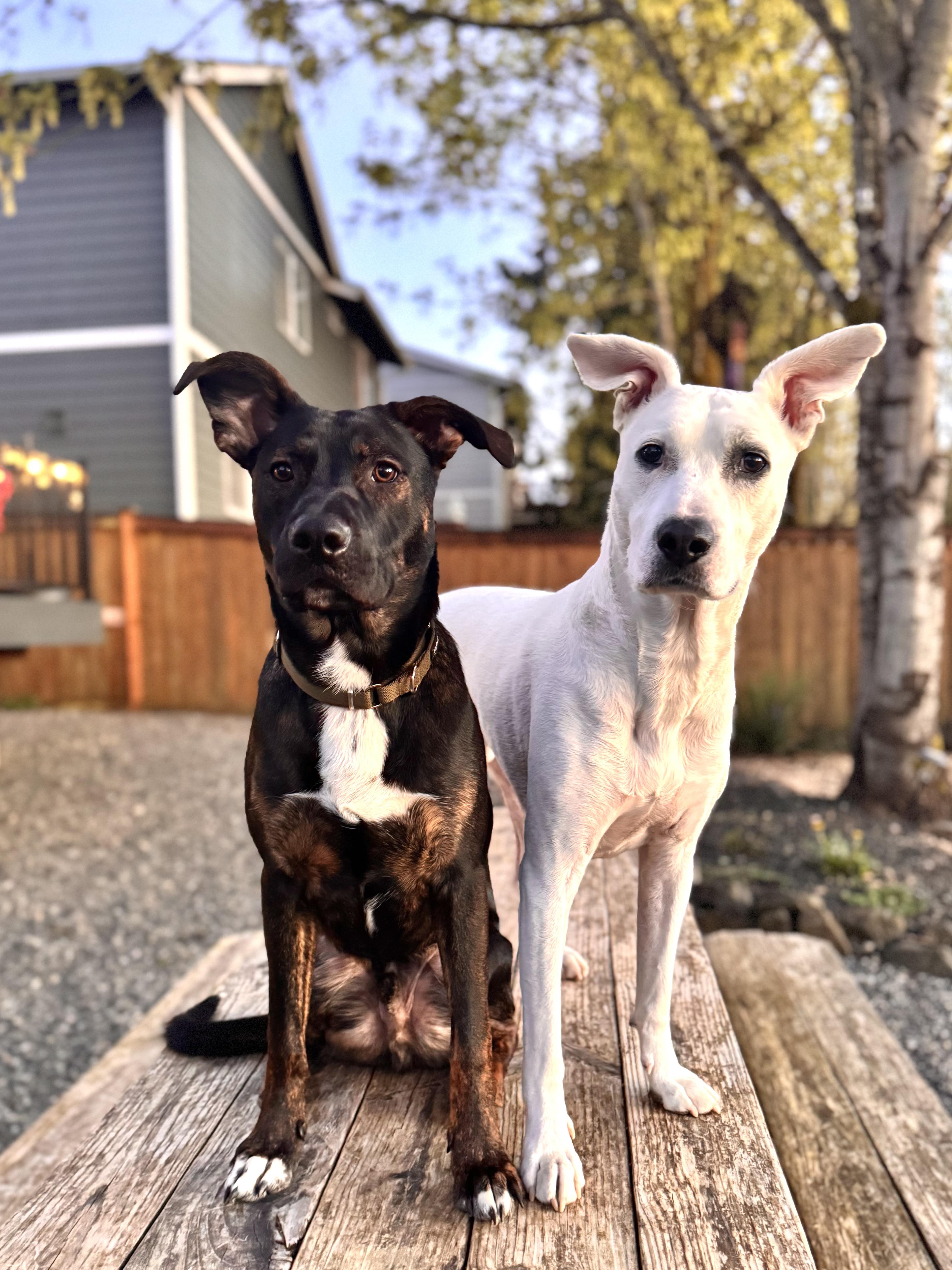 Stanley , an adopted mixed breed in Olympia, WA image 3/6