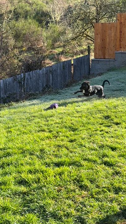 Enlarge Stanley , an adopted mixed breed in Olympia, WA video 6/6