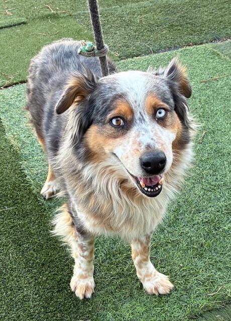 Enlarge Autumn, an adopted Australian Shepherd in Canoga Park, CA image 2/2