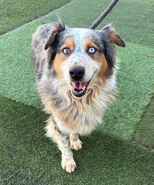 Autumn, adopted, Adult Female Australian Shepherd.