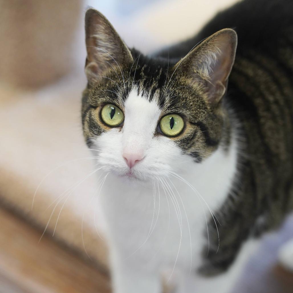 Priscilla, Adoptable, Senior Female Domestic Short Hair.