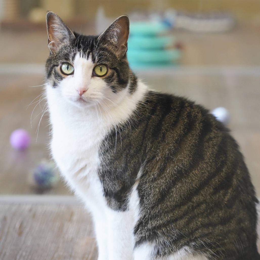 Enlarge Priscilla, a Adoptable Domestic Short Hair in Naperville, IL image 2/5