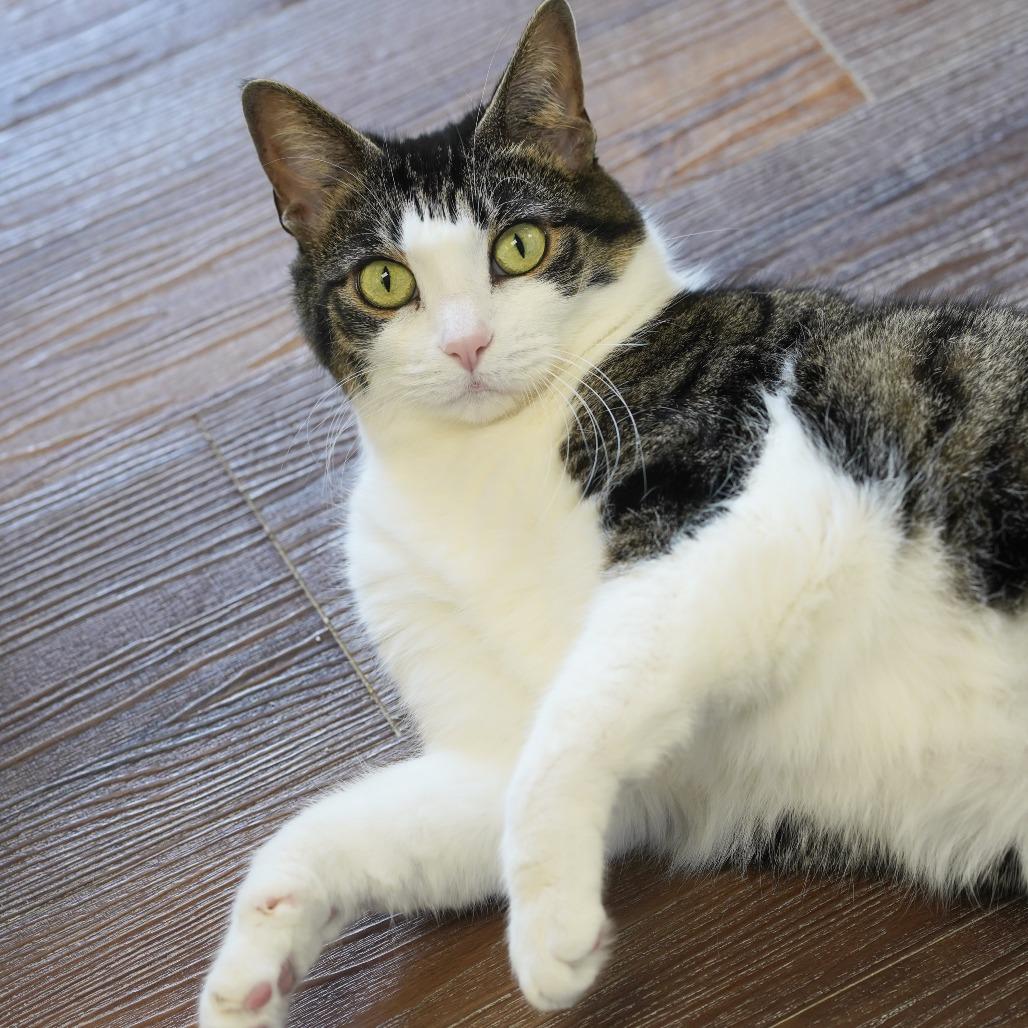 Enlarge Priscilla, a Adoptable Domestic Short Hair in Naperville, IL image 3/5