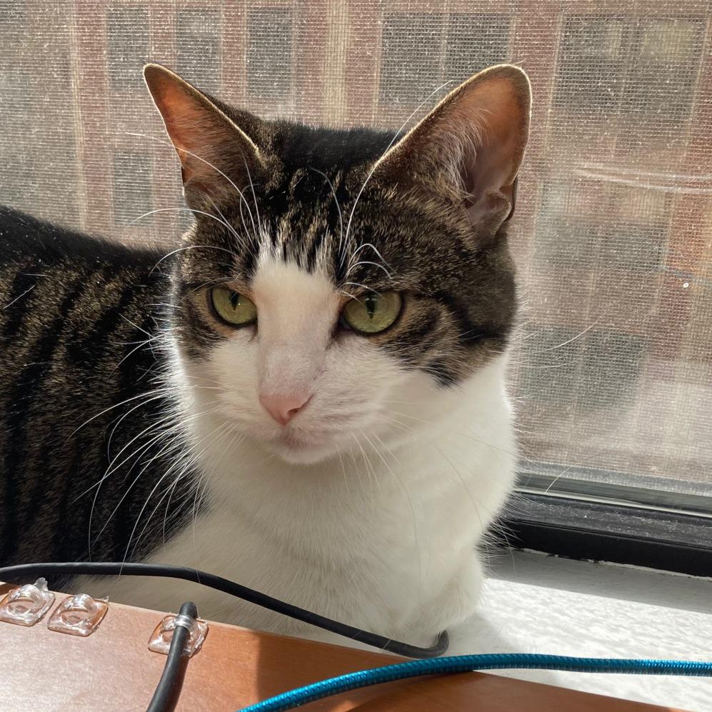 Enlarge Priscilla, a Adoptable Domestic Short Hair in Naperville, IL image 4/5