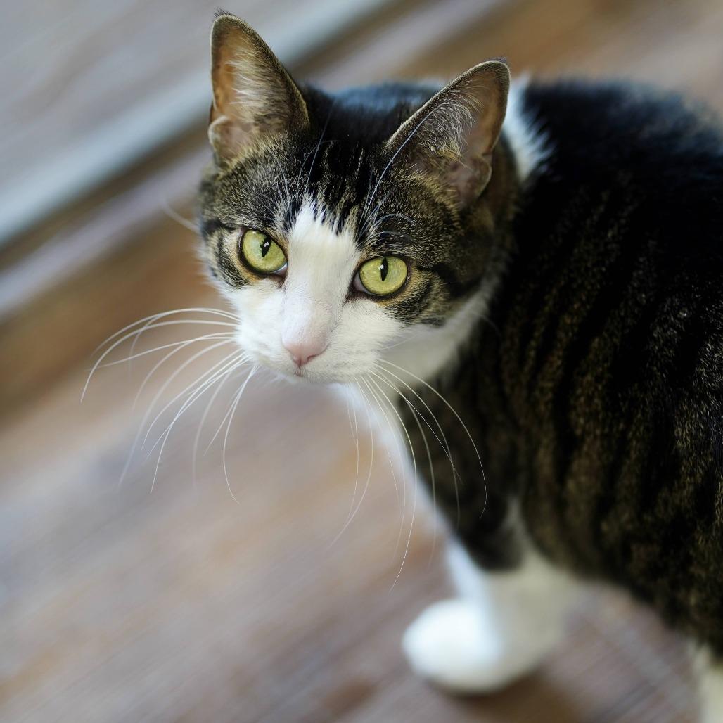 Enlarge Priscilla, a Adoptable Domestic Short Hair in Naperville, IL image 5/5