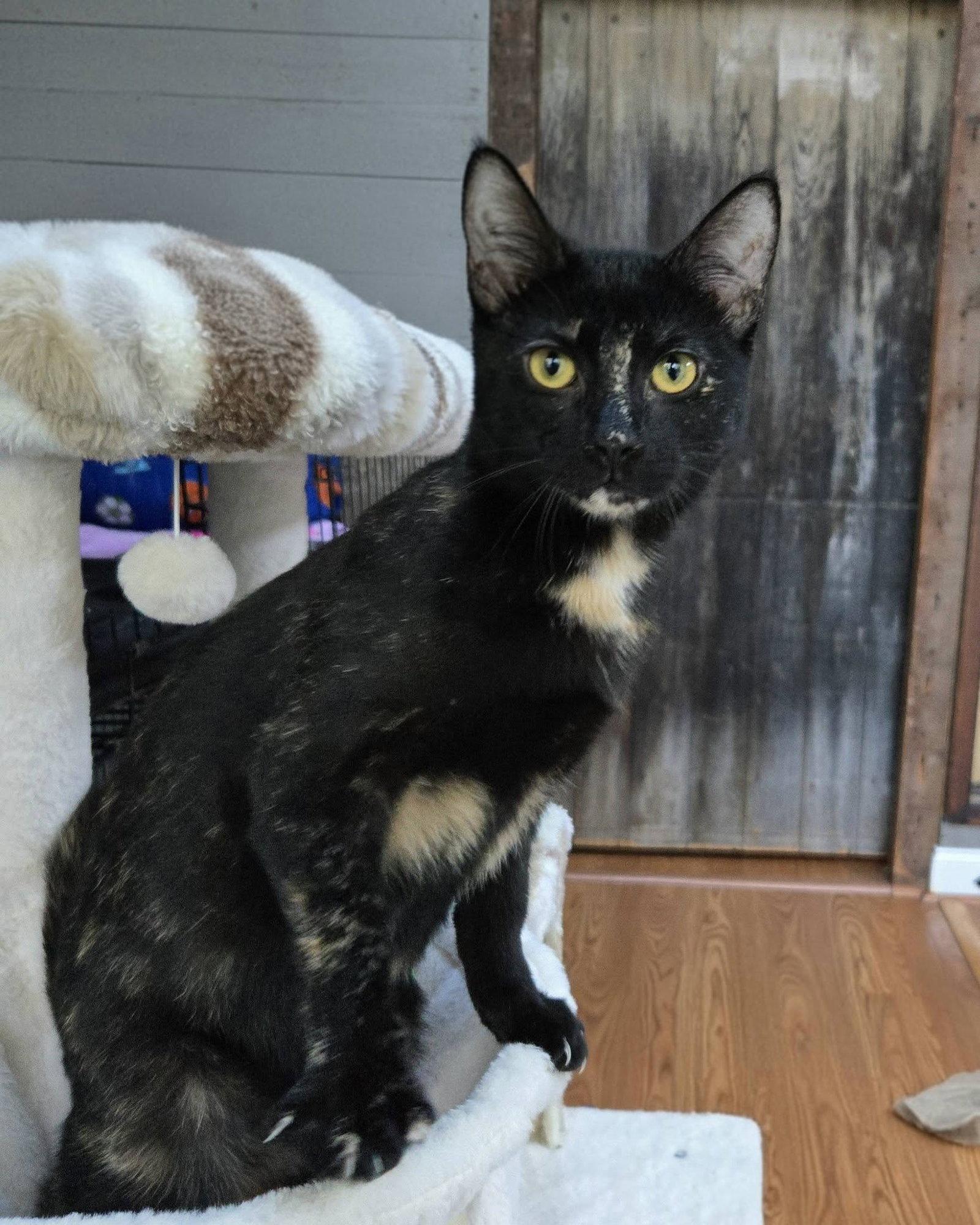 Trudy, Adoptable, Kitten Female Domestic Short Hair & Tortoiseshell.