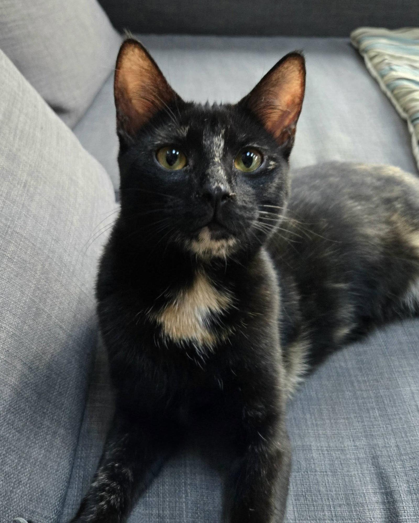 Enlarge Trudy, a Adoptable mixed breed in Rochester, NY image 3/3