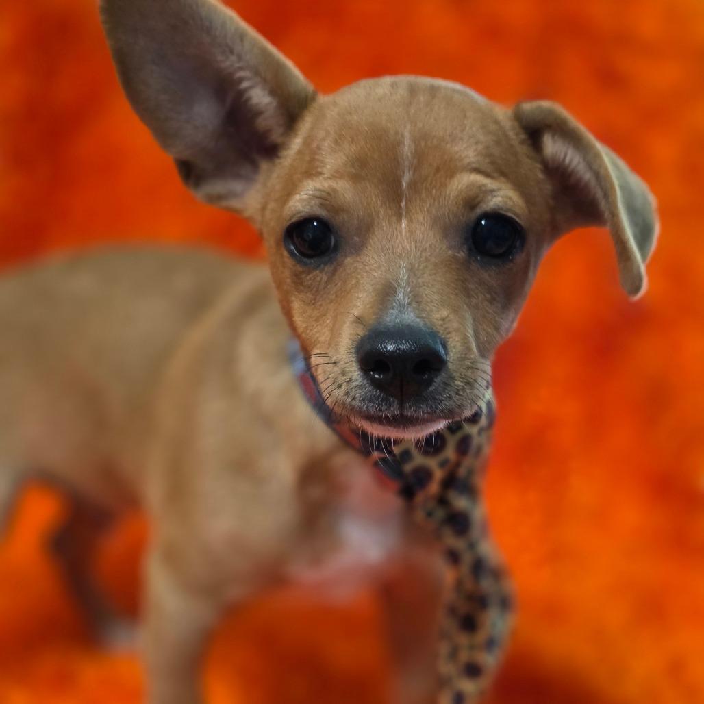 Enlarge D'Artagnan, a Adoptable mixed breed in Keene, NH image 5/5