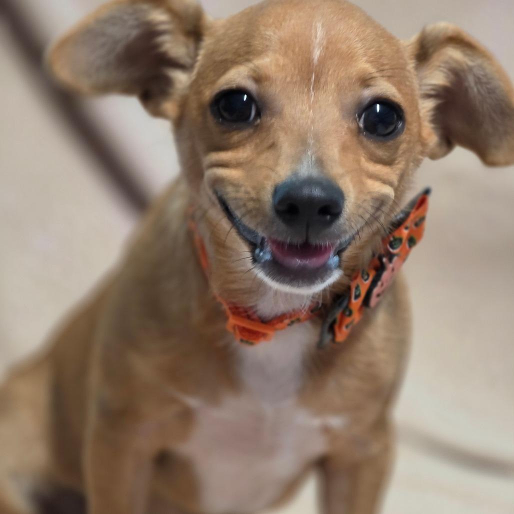 Enlarge D'Artagnan, a Adoptable mixed breed in Keene, NH image 4/5