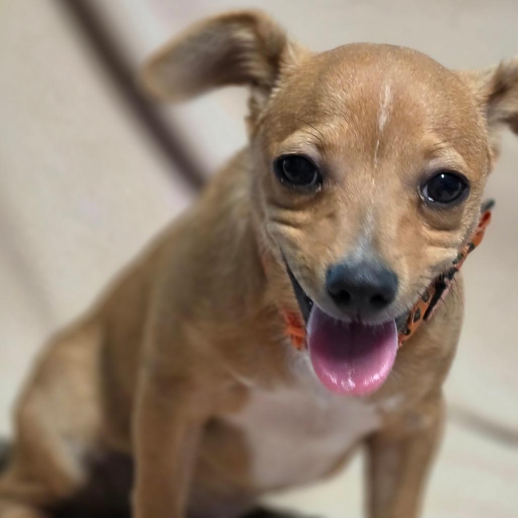 Enlarge D'Artagnan, a Adoptable mixed breed in Keene, NH image 1/5