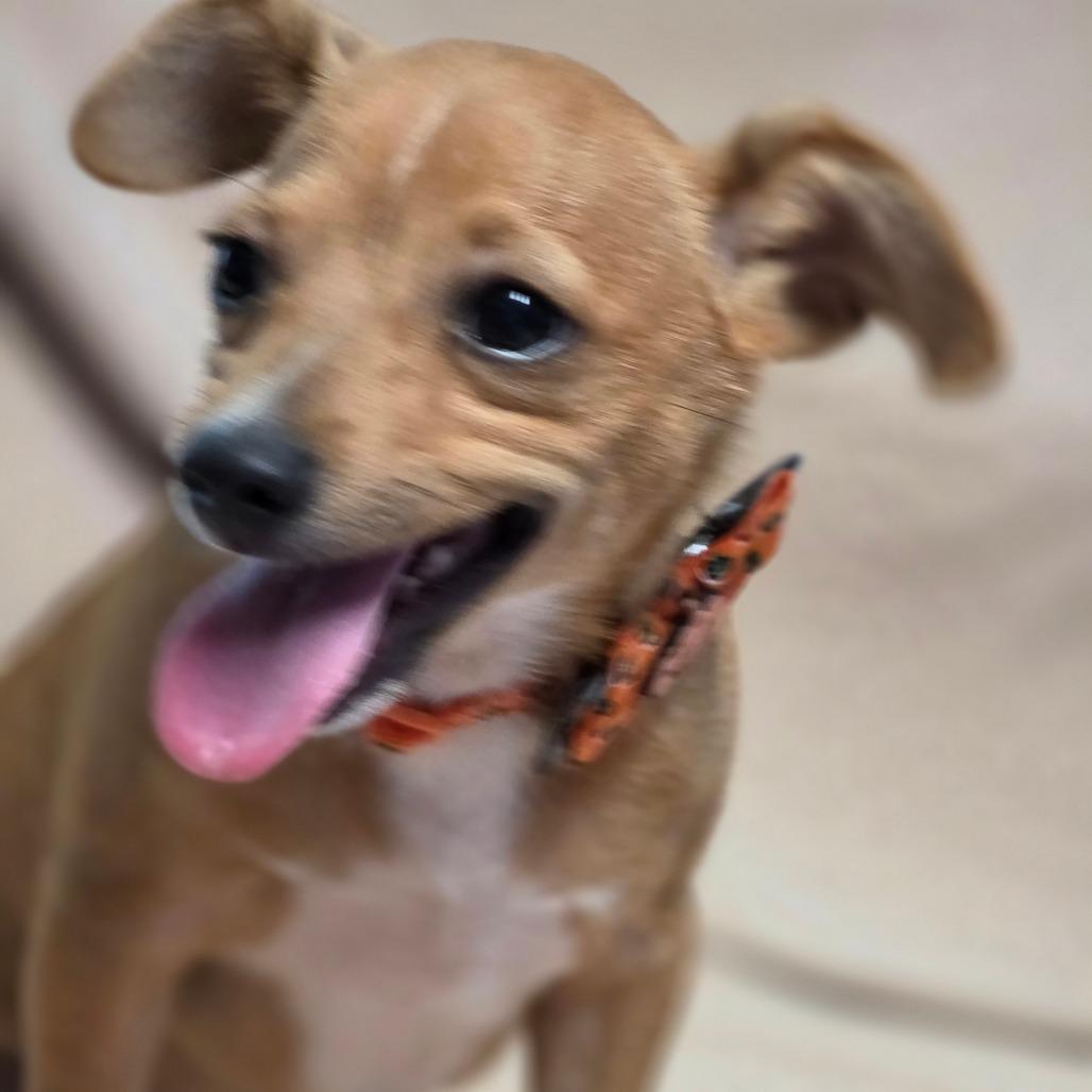 Enlarge D'Artagnan, a Adoptable mixed breed in Keene, NH image 2/5