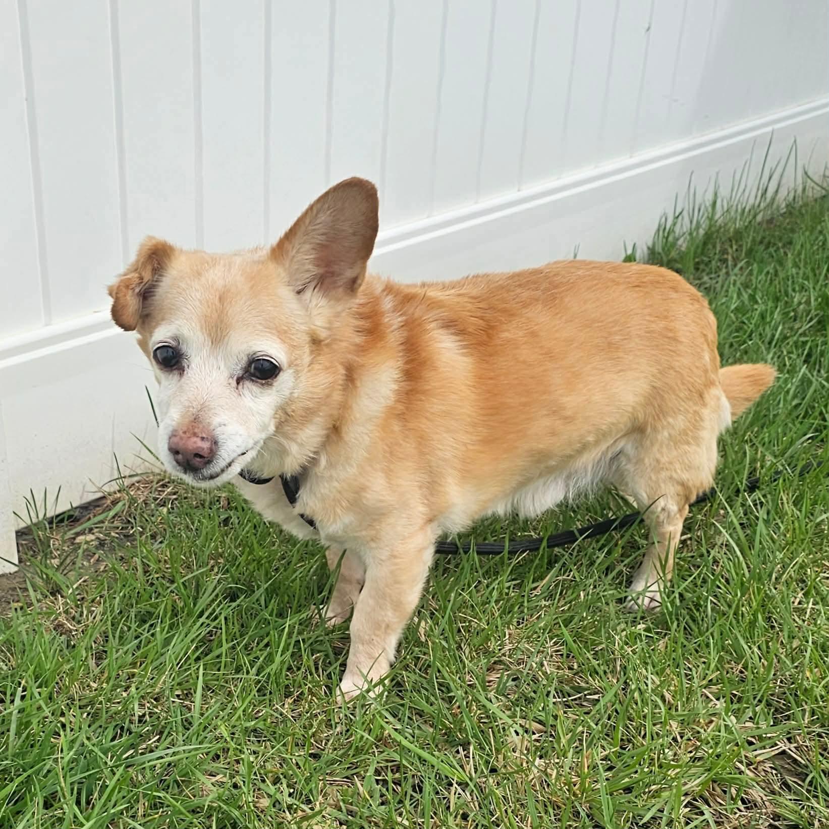 Enlarge Benjie ~ in foster care , a ADOPTABLE Chihuahua in Minooka, IL image 2/2